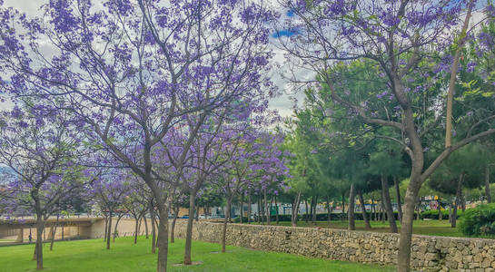 美丽的紫色的花树在公园图里亚瓦伦西亚