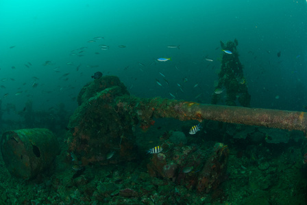 船的残骸里，印度洋太平洋中士热带鱼在安汶，印度尼西亚马鲁古群岛的水下照片