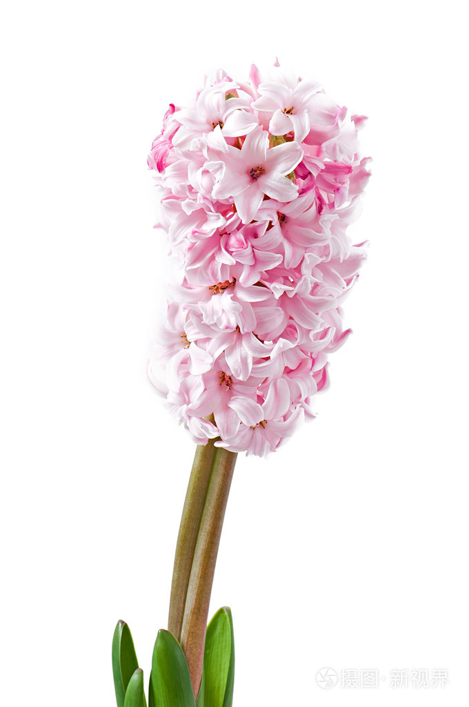 孤立在白色背景上的粉红色风信子