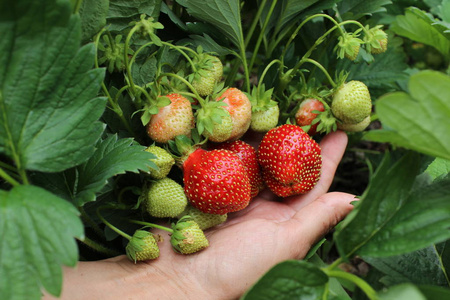 成熟的有机草莓在女性棕榈。农业