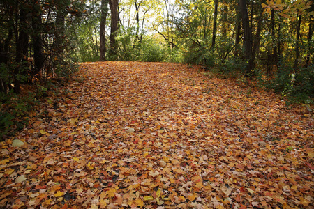 秋天的路在公园里落叶的不同颜色的枫叶
