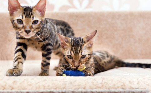 2, 两只孟加拉猫饲养小猫在沙发上玩耍, 宠物照片