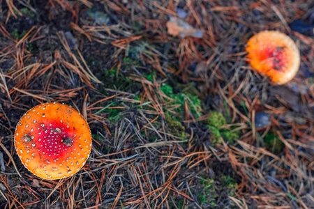 欧洲森林红色有毒蕈菇