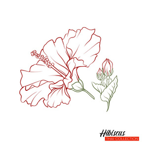 唯美芙蓉花图片