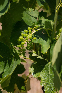 种植在意大利托斯卡纳基安蒂葡萄园的未成熟葡萄