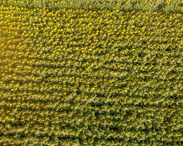 从无人机看夏季 sunfloers 草甸的向下鸟瞰