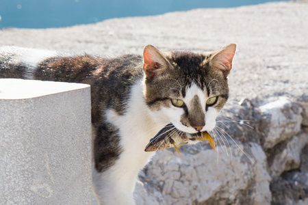 野生猫