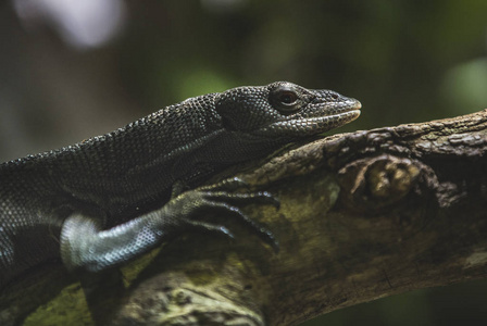 黑蜥蜴图片