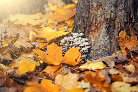 树上的蘑菇在五颜六色的黄色和橙色下落的叶子附近。秋季背景