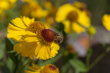 蜜蜂在一 sneezeweed 花附近