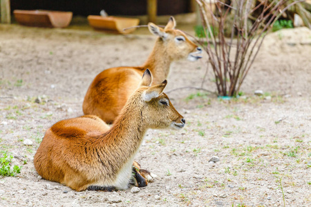 红羚羊羚羊捻角羚母乳在动物园的地面上休息