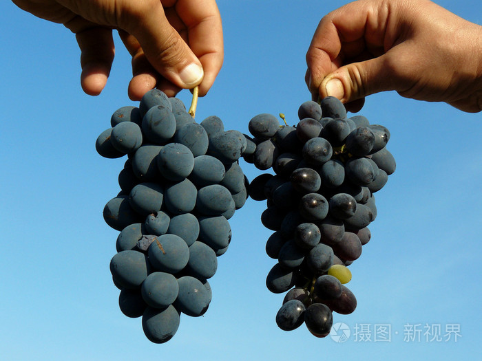 两个葡萄簇