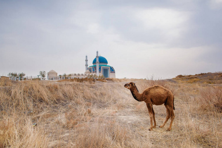 中亚的风景.哈萨克斯坦土耳其斯坦市的骆驼照片
