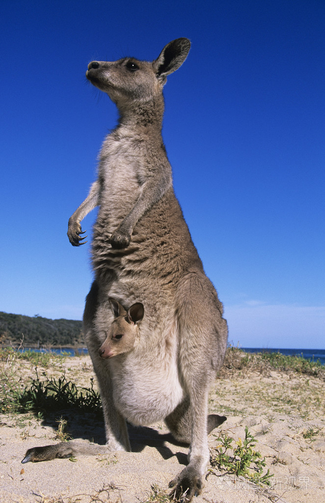 袋鼠与乔伊在海滩上的袋子里照片-正版商用图片08p016-摄图新视界