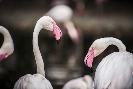 深黄色眼睛的粉红色 phoenicopterus