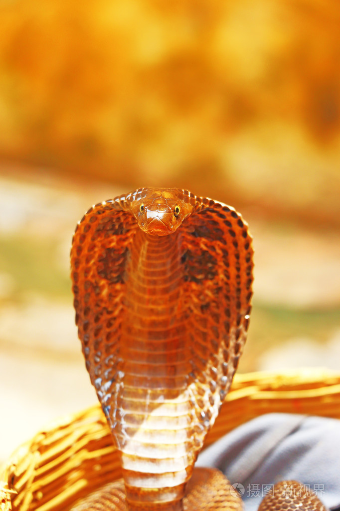 眼镜王蛇在篮子印度