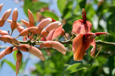 刺桐嵴加利, 在树上盛开的观赏红花组
