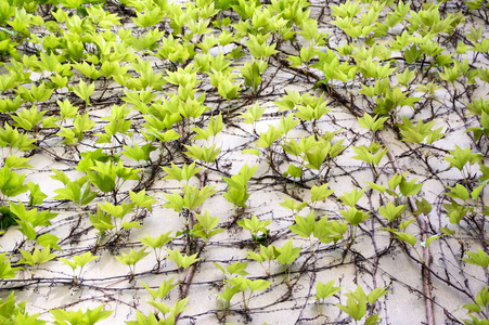 春天背景与维多利亚爬行者五叶常春藤叶子匍匐在白色墙壁在阳光下, 绿色的颜色