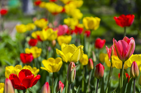 花园里的花坛上有红色和黄色的郁金香.关注前景.场浅景深照片