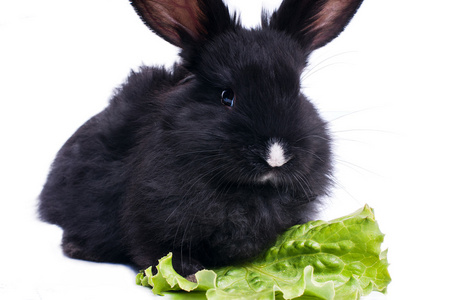 可爱的黑兔子吃绿色沙拉