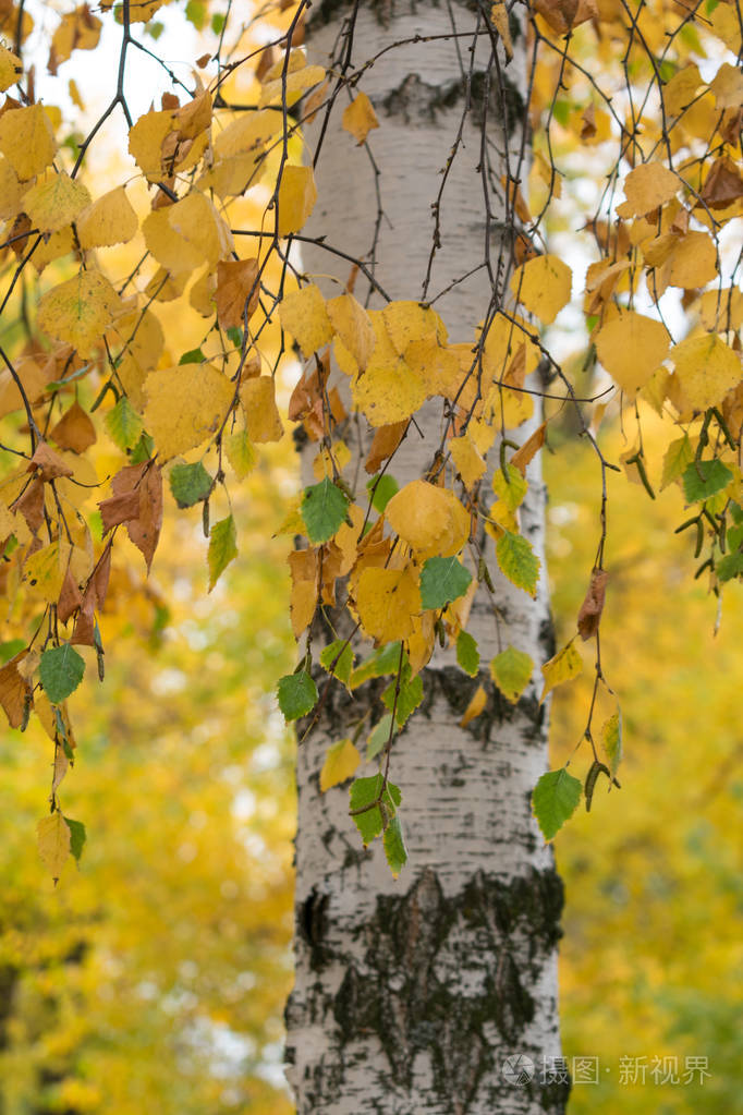 桦树的美丽叶子在一个城市公园的黄色凉爽的秋天天