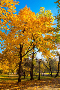 在大自然晴朗的日子里, 金色的秋天。秋树黄叶