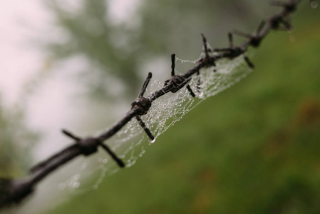 雨后隐藏的美丽这蛛网的出现