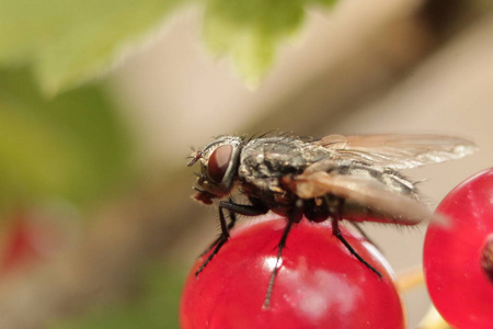 苍蝇的翅膀图片