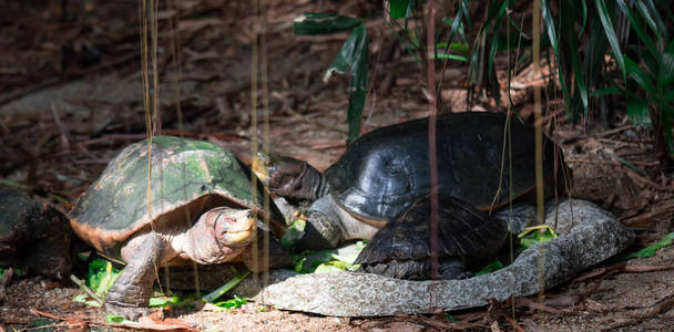 海龟 diapids 科在土壤中寻找食物。在陆地上的爬行动物的丰富多彩的野生动物照片