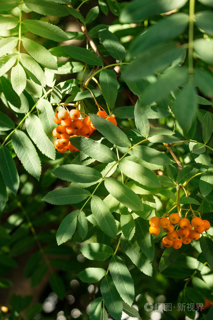 森林中的山灰果实.特写视图