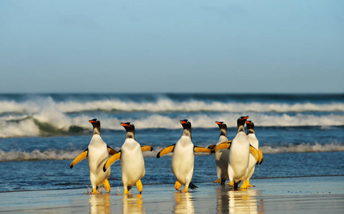 在福克兰群岛沙滩上来自大西洋的巴布亚企鹅群