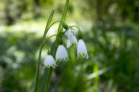 Leucojum 小麦盛开