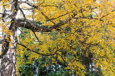 桦树的美丽叶子在一个城市公园的黄色凉爽的秋天天