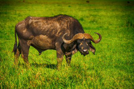 站在短草的雄性非洲水牛