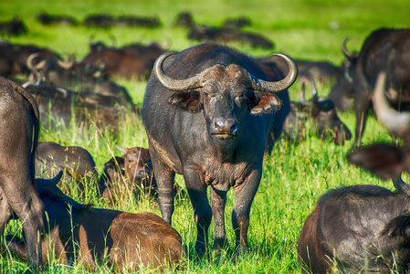 站在短草的雄性非洲水牛