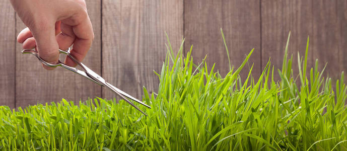 割草机部分男手剪刀剪草照片