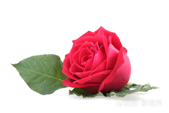 孤立在白色背景上的红玫瑰