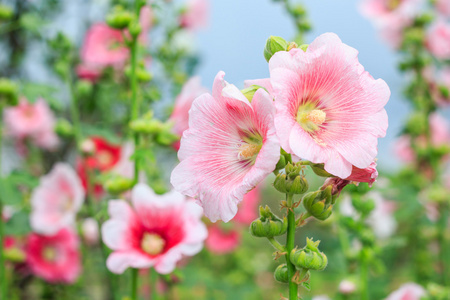 沙仑的玫瑰花照片