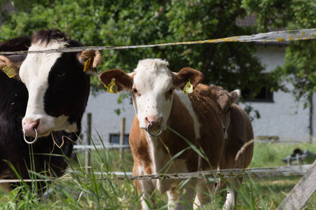 年轻的小牛在德国农村