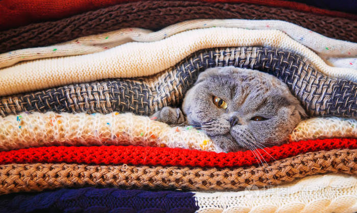 猫在一堆暖和的衣服选择性对焦自然