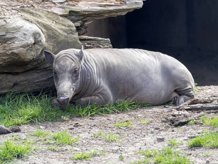女性布鲁babirus豚豚在动物园在伊赫拉瓦
