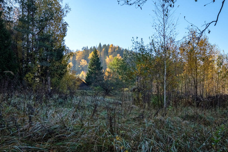 秋天的森林河有色国家。一个河在拉脱维亚附近的采西斯市
