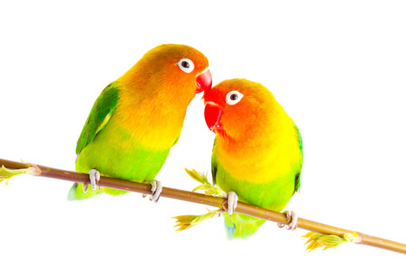 比翼鸟图片-比翼鸟素材-比翼鸟插画-摄图新视界