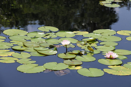 五颜六色的睡莲在池塘里绽放