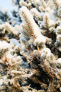 雪中的冬树云杉