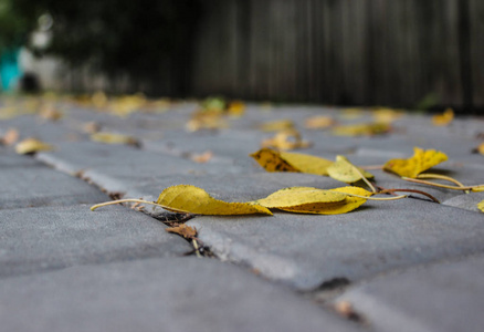 秋天的黄叶躺在人行道上图片