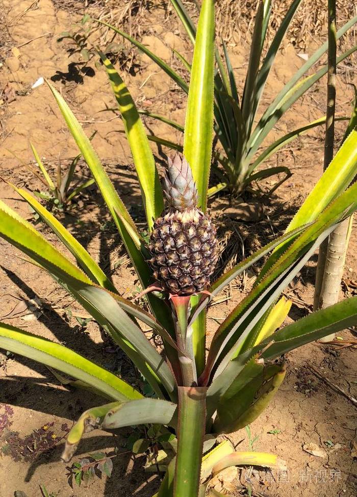 果园种植的菠萝