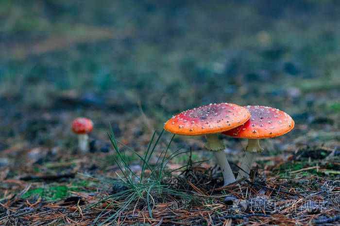 欧洲森林红色有毒蕈菇