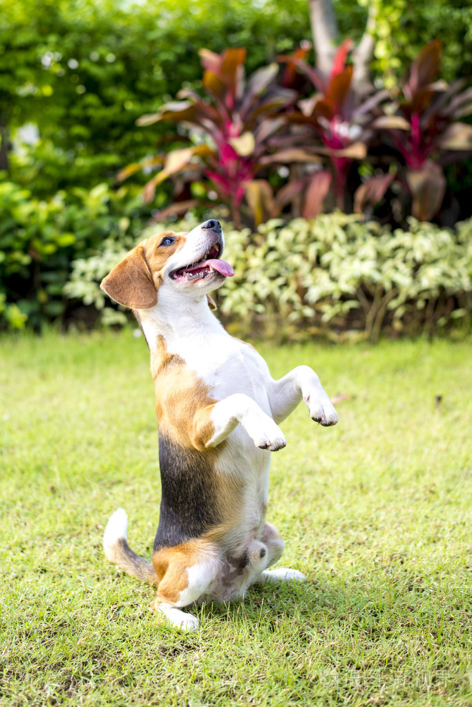 小猎兔犬狗