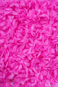 粉红牡丹花瓣